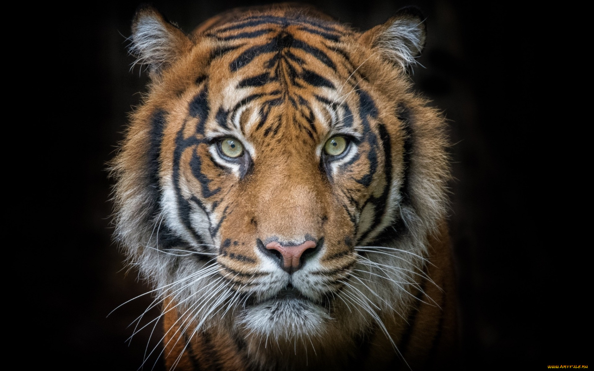 Взгляд тигра арт